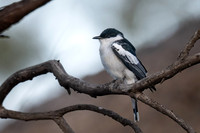 White-winged Triller (m)   21-09-2025