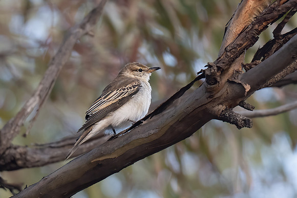 White-winged Triller (f)  21-09-2025