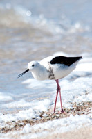 Banded Stilt