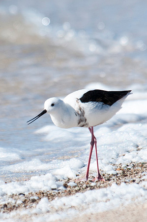 Banded Stilt