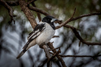 Pied Butcherbird