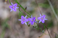 Thysanotus patersonii (twining fringe lily)