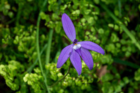 Spring Flora 2025