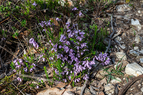 Tetratheca pilosa (hairy pink-bells, pinkeye)