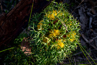 isopogon ceratophyllus (horny conebush)