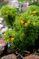 isopogon ceratophyllus (horny conebush)