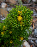 isopogon ceratophyllus (horny conebush)