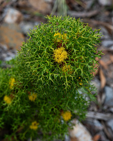 isopogon ceratophyllus (horny conebush)