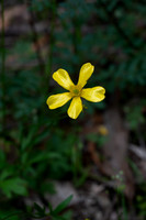 Ranunculus lappaceus (native buttercup)