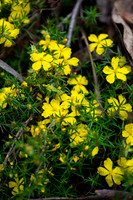 Hibbertia exutiacies (prickly guinea flower)