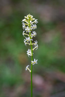 Stackhousia monogyna (creamy candles)
