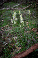Stackhousia monogyna (creamy candles)