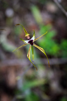 Caladenia tentaculata (king spider orchid)