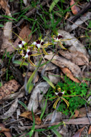 Caladenia tentaculata (king spider orchid)
