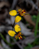 Diuris orientis (donkey orchid)