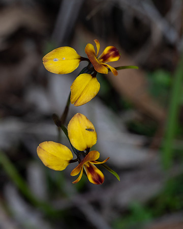 Diuris orientis (donkey orchid)