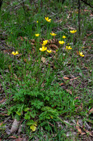 Ranunculus lappaceus (native buttercup)