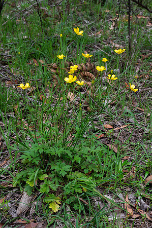 Ranunculus lappaceus (native buttercup)