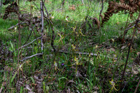 Caladenia tentaculata (king spider orchid)