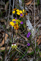 Donkey orchid & King spider orchid & Twining Fringe lily
