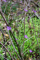 Thysanotus patersonii (twining fringe lily)