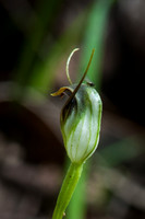 Pterostylis pedunculata (maroon-hood orchid)