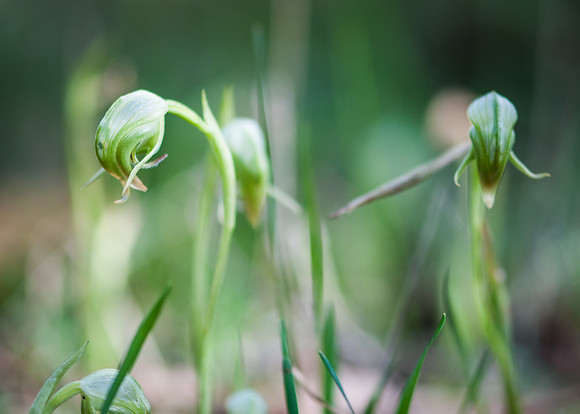 Pterostylis nutens (nodding greenhood orchid)