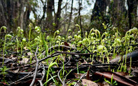 Pterostylis nutens (nodding greenhood orchid)