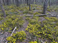 Hibbertia exutiacies (prickly guinea flower)