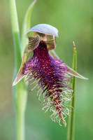 Common bearded orchid