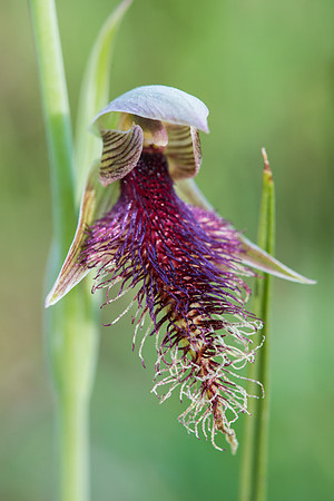 Common bearded orchid