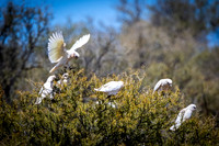 Little Corellas, Sliding Rock