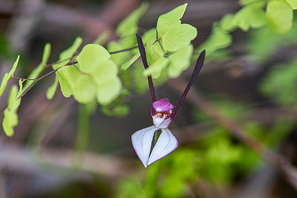 Rabbit Orchid