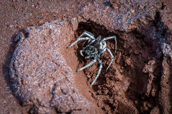 amazed to chance upon this wolf spider crouching in a kangaroo footprint out on the lake