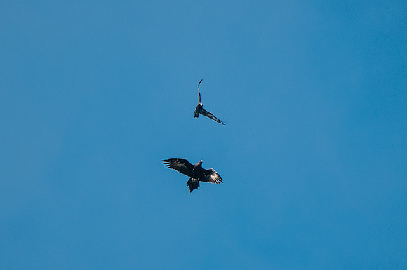Wedge-tailed Eagles 16-05-15