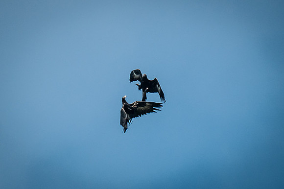 Wedge-tailed Eagles 16-05-15