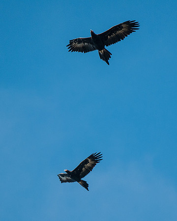 Wedge-tailed Eagles 16-05-15
