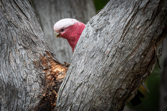 galah  15-02-2022