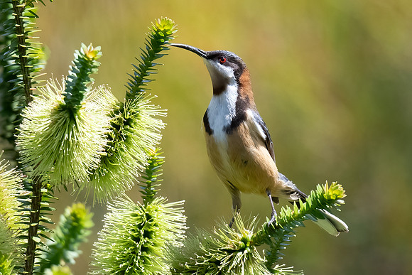 Eastern Spinebill  21-11-2022