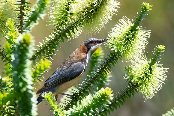 Eastern Spinebill  21-11-2022
