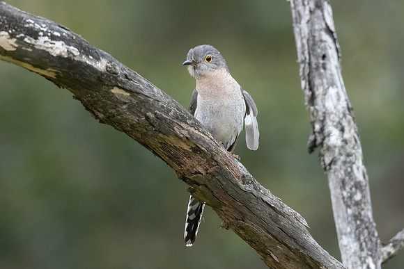 Fan-tailed Cuckoo  22-11-2022