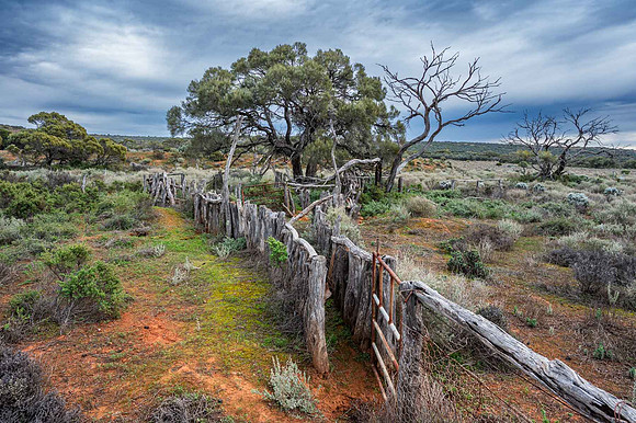 old sheep race, made from western myall tree trunks and branches