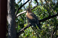 Wedge-tailed Eagle  02-01-2026