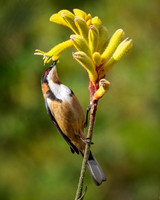 Eastern Spinebill (male)  04-01-2026