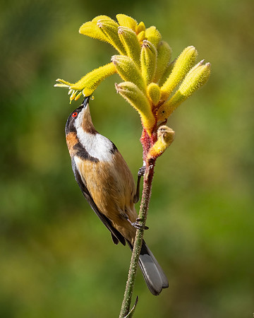 Eastern Spinebill (male)  04-01-2026