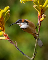 Eastern Spinebill (male)  04-01-2026
