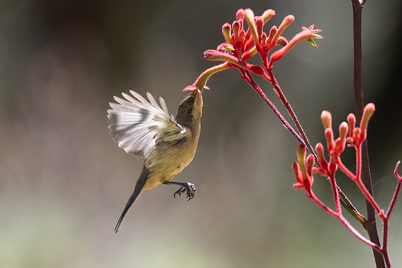 Eastern Spinebill  (female) 27-12-2025