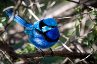 Splendid fairy-wren