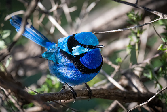 Splendid fairy-wren