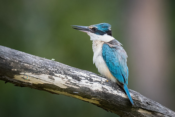 Sacred kingfisher  11_12-2022
